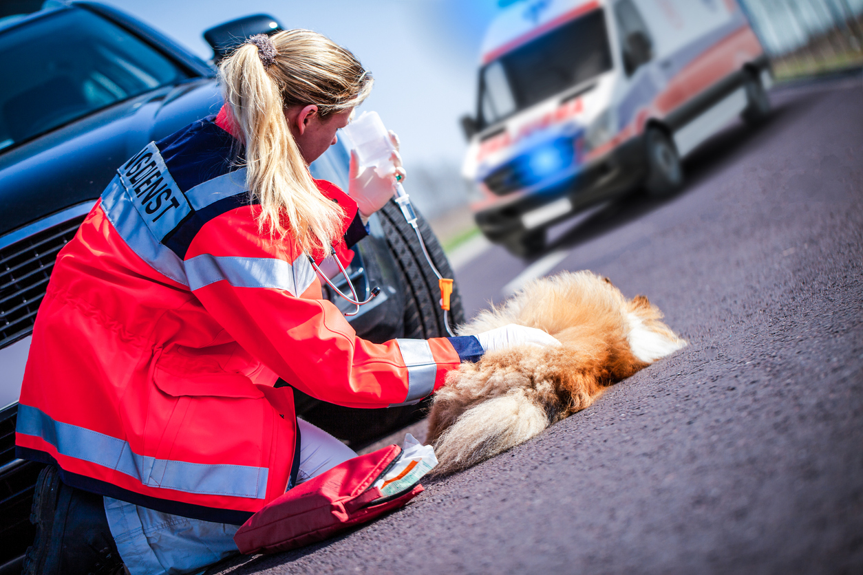 Pierwszy na Dolnym Śląsku ambulans weterynaryjny, a wkrótce sanktuarium dla zwierząt